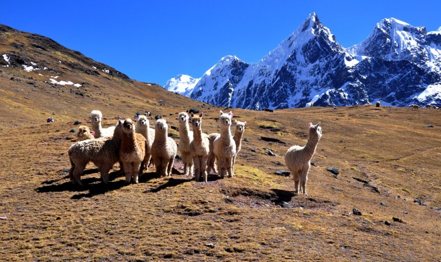 Las diferencias entre alpaca, llama, guanaco y vicuña